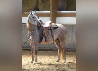 Pura Raza Árabe, Yegua, 4 años, 153 cm, Tordo