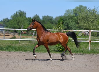 Pura Raza Árabe, Yegua, 4 años, 155 cm, Castaño