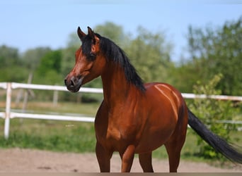 Pura Raza Árabe, Yegua, 4 años, 156 cm, Castaño