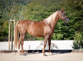 Pura Raza Árabe, Yegua, 4 años, 158 cm, Alazán-tostado