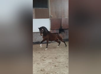 Pura Raza Árabe, Yegua, 4 años, 159 cm, Castaño