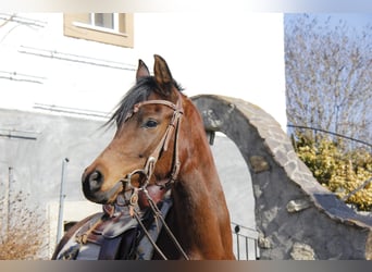 Pura Raza Árabe, Yegua, 4 años, Castaño