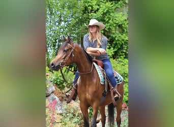 Pura Raza Árabe, Yegua, 4 años, Castaño