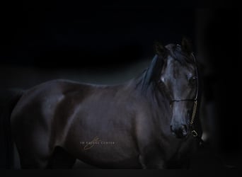 Pura Raza Árabe, Yegua, 4 años, Negro
