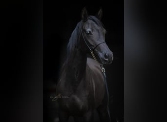 Pura Raza Árabe, Yegua, 4 años, Negro
