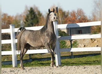 Pura Raza Árabe, Yegua, 4 años, Tordo