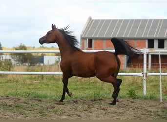Pura Raza Árabe, Yegua, 5 años, 150 cm, Castaño oscuro