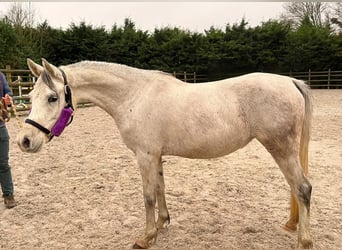 Pura Raza Árabe, Yegua, 5 años, 154 cm, Tordo