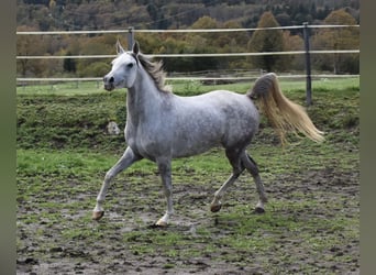 Pura Raza Árabe, Yegua, 5 años, 154 cm, Tordo rodado