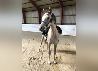 Pura Raza Árabe, Yegua, 5 años, 155 cm, Tordo