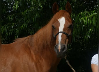 Pura Raza Árabe, Yegua, 5 años, 157 cm, Alazán