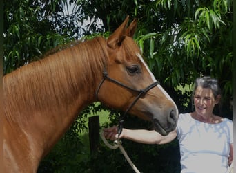 Pura Raza Árabe, Yegua, 5 años, 157 cm, Alazán