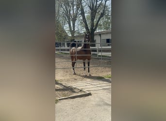 Pura Raza Árabe, Yegua, 5 años, 158 cm, Castaño oscuro