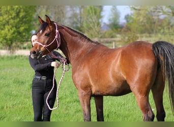 Pura Raza Árabe, Yegua, 6 años, 153 cm, Castaño