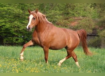 Pura Raza Árabe, Yegua, 6 años, 154 cm, Alazán
