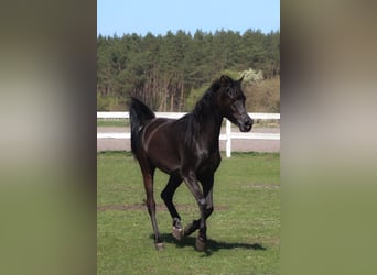 Pura Raza Árabe, Yegua, 6 años, 155 cm, Negro