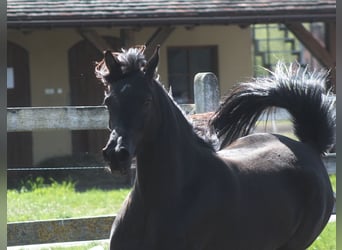 Pura Raza Árabe, Yegua, 6 años, 155 cm, Negro
