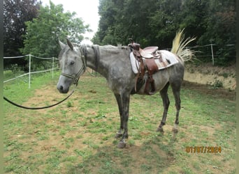 Pura Raza Árabe, Yegua, 6 años, 155 cm, Tordo rodado