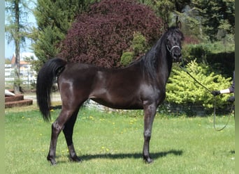 Pura Raza Árabe, Yegua, 6 años, 156 cm, Negro