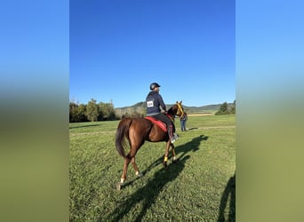 Pura Raza Árabe, Yegua, 6 años, 157 cm, Alazán-tostado