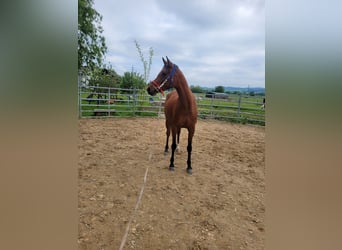 Pura Raza Árabe, Yegua, 6 años, 157 cm, Castaño rojizo