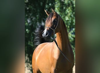 Pura Raza Árabe, Yegua, 6 años, Castaño