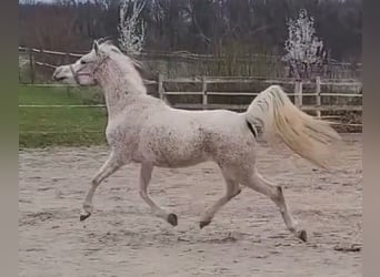 Pura Raza Árabe, Yegua, 7 años, 154 cm, Tordo picazo