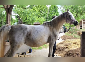 Pura Raza Árabe, Yegua, 7 años, 154 cm, Tordo picazo