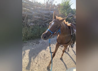 Pura Raza Árabe, Yegua, 7 años, 155 cm, Alazán