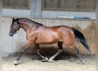Pura Raza Árabe, Yegua, 7 años, 155 cm, Castaño