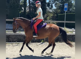 Pura Raza Árabe, Yegua, 7 años, 155 cm, Castaño