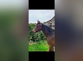 Pura Raza Árabe, Yegua, 7 años, 157 cm, Castaño oscuro