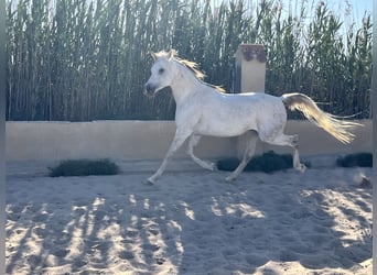 Pura Raza Árabe, Yegua, 7 años, 157 cm, Tordo