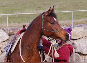 Pura Raza Árabe, Yegua, 8 años, 154 cm, Castaño