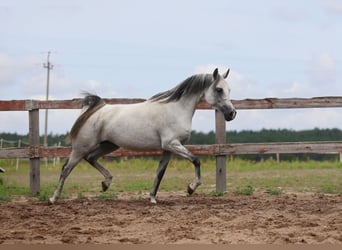 Pura Raza Árabe, Yegua, 8 años, 154 cm, Tordo