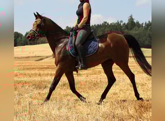 Pura Raza Árabe, Yegua, 8 años, 157 cm, Castaño