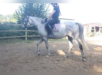 Pura Raza Árabe, Yegua, 8 años, 158 cm, White/Blanco