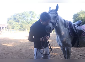 Pura Raza Árabe, Yegua, 8 años, 158 cm, White/Blanco