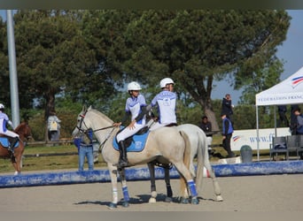 Pura Raza Árabe, Yegua, 9 años, 147 cm, Tordo