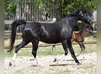 Pura Raza Árabe, Yegua, , 153 cm, Negro