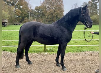 Pura Raza Mallorquina, Caballo castrado, 12 años, 162 cm, Negro