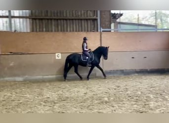 Pura Raza Mallorquina, Caballo castrado, 12 años, 162 cm, Negro