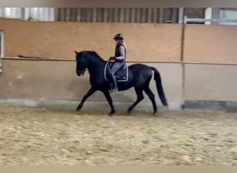 Pura Raza Mallorquina, Caballo castrado, 12 años, 162 cm, Negro