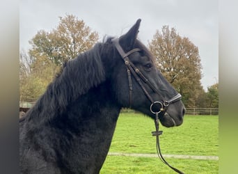 Pura Raza Mallorquina, Caballo castrado, 12 años, 162 cm, Negro