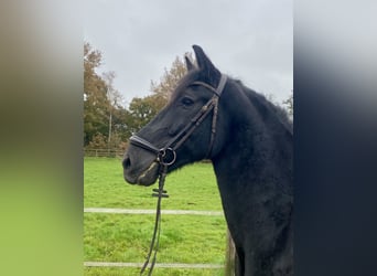 Pura Raza Mallorquina, Caballo castrado, 12 años, 162 cm, Negro