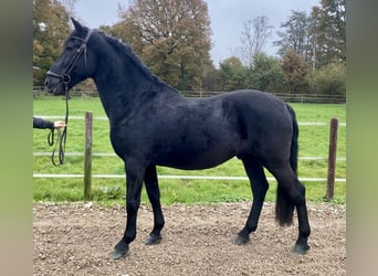 Pura Raza Mallorquina, Caballo castrado, 12 años, 162 cm, Negro