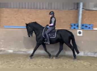 Pura Raza Mallorquina, Caballo castrado, 12 años, 162 cm, Negro