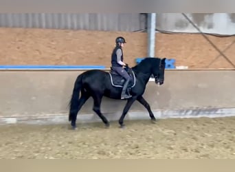 Pura Raza Mallorquina, Caballo castrado, 12 años, 162 cm, Negro