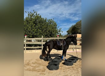 Pura Raza Mallorquina, Caballo castrado, 5 años, 161 cm, Negro