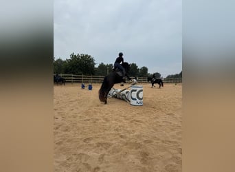 Pura Raza Mallorquina, Caballo castrado, 5 años, 161 cm, Negro